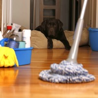 House Cleaning With Pets