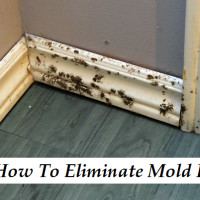 mold removal