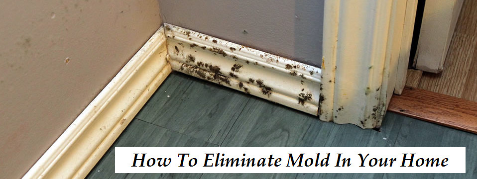 mold removal