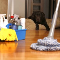Keep your home clean with pets