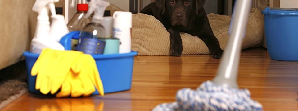 Keep your home clean with pets