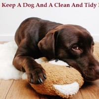 How to keep a dog and a clean and tidy home