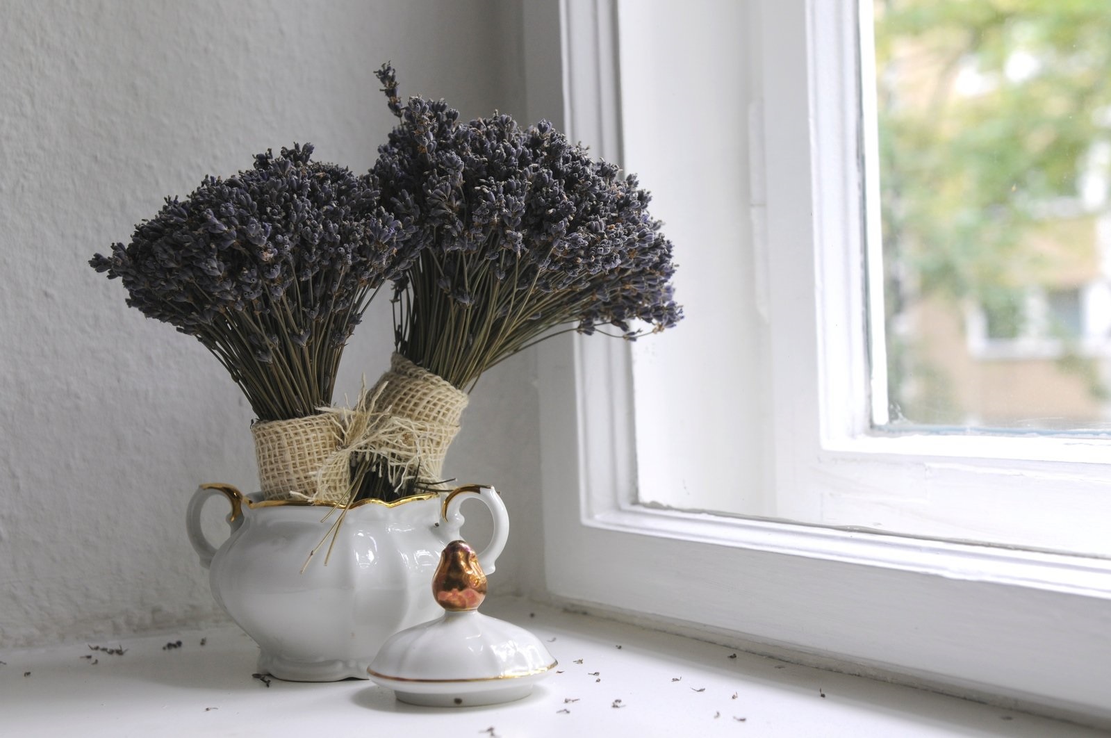 Lavender at Window