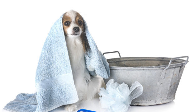 Pet cleaning